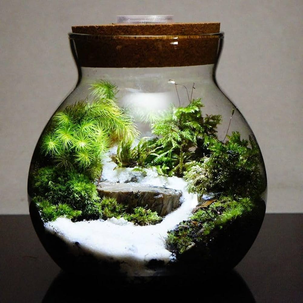 Amazon.co.jp: 【苔庵介る】 苔テラリウム 完成品 S LEDライト蓋